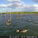 ducks swim in water near a bait site