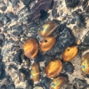 Tagged Mussels in Big Canoe Creek