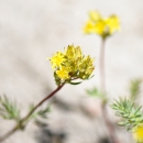 A close up image of a small bunch of yellow flowers