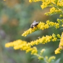 A bumblebee pollinates a golden rod flower.