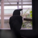 An ʻalalā sits in captive care. It peers out of a window. 
