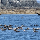 tufted puffins along the shore of Kodiak National Wildlife Refuge