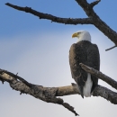 A bald eagle on a branch.