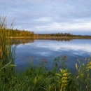 Tamarac refuge lakeshore with blue sky