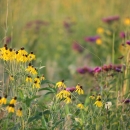 Up close prairie flowers and tall grass.