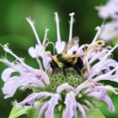 A rusty patched bumble bee visits a wild bergamot flower