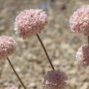 steamboat buckwheat flowers look like light pink pompoms on leafless stems