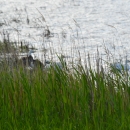 Snow Geese on Sand Lake NWR