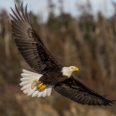 Bald Eagle Taking Flight