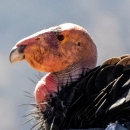 Close up of a California condor. Its pink featherless head contrasts with its black feathers.