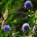A butterfly hovering over a plant with round, spiky, blue flowers in bloom