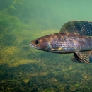 An arctic grayling showing large, sail-like dorsal fin and colorful body markings.