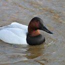 An image of a male canvasback duck swimming.