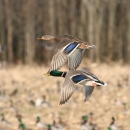 An image of a male and female mallard ducks flying.