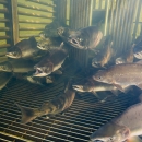 More than one dozen salmon and whitefish hold in a weir in Alaska