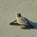 A tiny sea turtle hatchling crawls across the sand to the ocean at Blackbeard Island National Wildlife Refuge in Georgia.