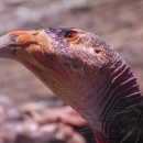 a condor's head with a piece of meat hanging from the beak