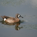 Drake blue-winged teal swimming on the water