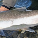 a big silver colored fish