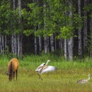 Greater Sandhill Cranes & Rocky Mountain Elk