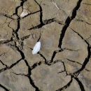 A single white feather rests on cracked, brown, dry mud. 