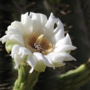 A bee visits a single white Saguaro cactus flower.