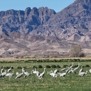 Flock of sandhill cranes in a freshly mowed field with mountains in the background.