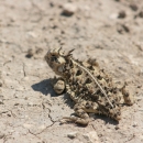 Texas Horned Lizard at Optima NWR