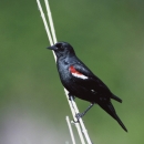 Tricolored Blackbird