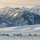 A herd of elk in a snowy field and craggy mountains in the backdrop.