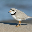 Piping plover with banded legs stands on sandy shore.