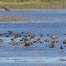 About 50 green-winged teal floating on blue water with green marsh grasses in the background