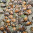 Mussels