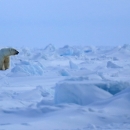 White polar bear bear on ice.