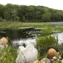 A pond reflects sunlight on the water. Wild grass, lily pads, and wildflowers surround the pond. Tall trees grow on the land in the distance across the pond. 