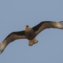 An image of a crested caracara in flight.