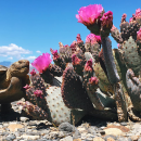 Desert Tortoise standing next to a blooming prickly pear cactus with pink flowers