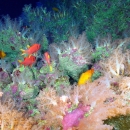 Corals and fish at Marianas Trench Marine National Monument