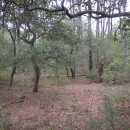 A forest with an open understory, scraggly oak trees, and tall, straight pines