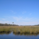 A grassy marsh with open water in the foreground and a pine forest in the background