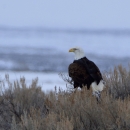 A Bald Eagle at Camas National Wildlife in Winter