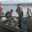 Biologists in the process of weighing Lake Sturgeon and recording weight.