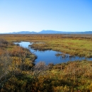Marshland at San Pablo Bay NWR with mountains in background