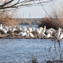 Dozens of American White pelicans sitting on nesting islands in the middle of a lake.