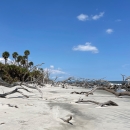 Boneyard beach at Wassaw NWR