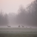 White-tailed deer during sunrise in the fog at a distance
