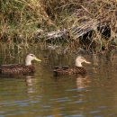 Two Mottled ducks swimming in the water near a bank
