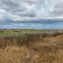 An open marsh landscape with bands of different species of grasses and rushes, colored bright green, brown, and gray