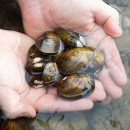 A group of about ten mussels being held partially out of the water by a pair of cupped hands