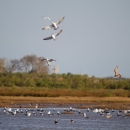 A group of waterfowl are shown resting in a marsh at Brazoria National Wildlife Refuge.